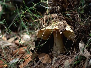 手里握着大白兔奶糖的照片