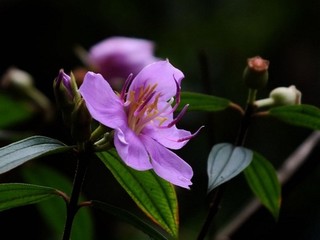 母与子真实案例