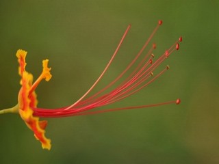 洗手池塞子卡住了怎么抠出来