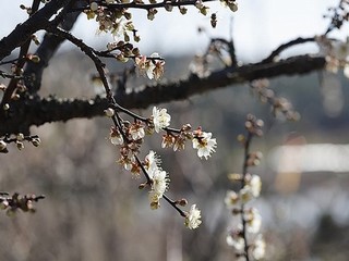 满天星电影法国航空