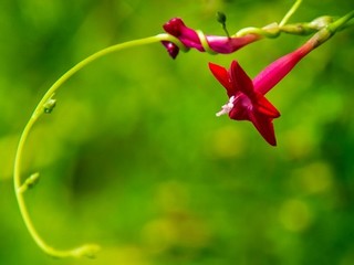 粉色小雏菊