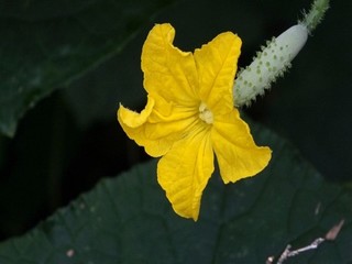 老公带黑人朋友来家里住宿