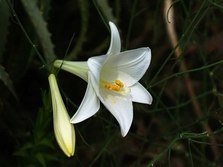 花花草视频