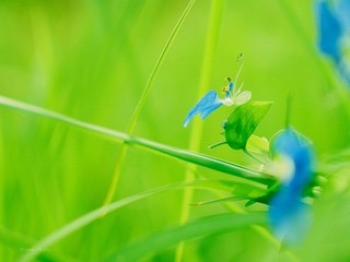 苹果手机查序列号入口