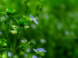 荔枝草莓芒果榴莲菠萝蜜