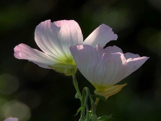 萧驰野沈泽川初次