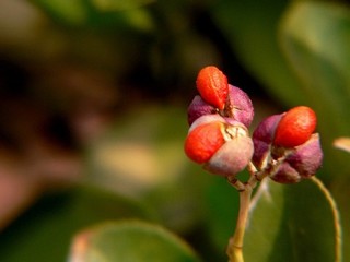 警花白嫩坚挺的奶子