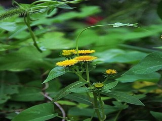 迈凯伦720多少钱一辆